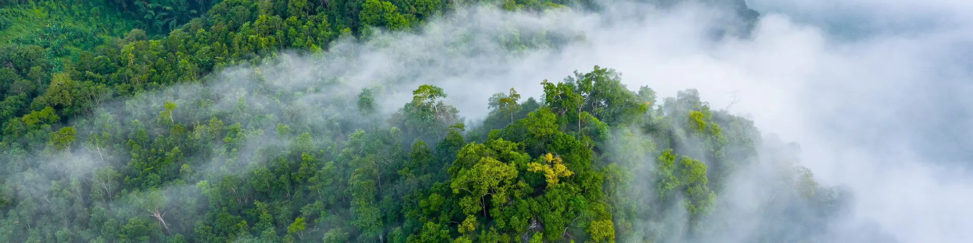 co2-reduction-transport-emissions-forest