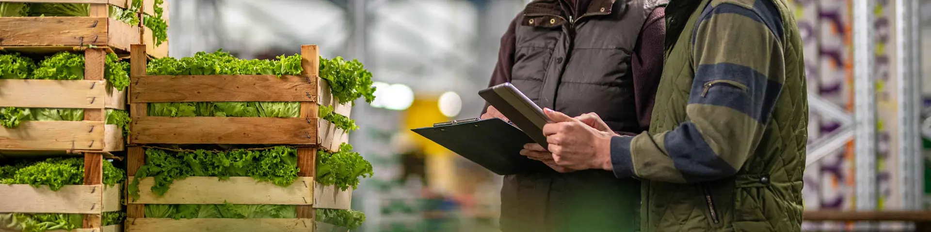 warehouse-logistics-fresh-produce-lettuce